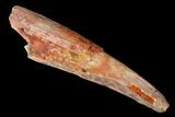 Fossil Pterosaur (Siroccopteryx) Tooth - Morocco #178519-1